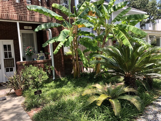 Front Entry Way & Banana Trees - 812 Branard St Unit 1