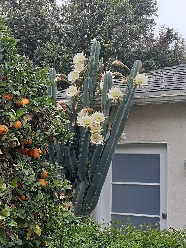 Entrada privada - 2219 Glendon Ave Unidad GH