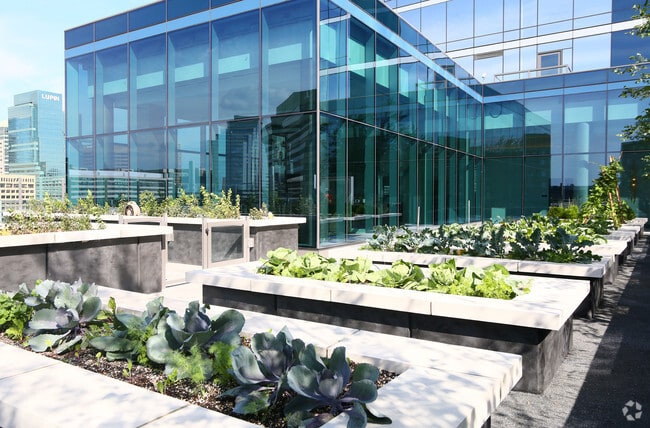 Vegetable Garden