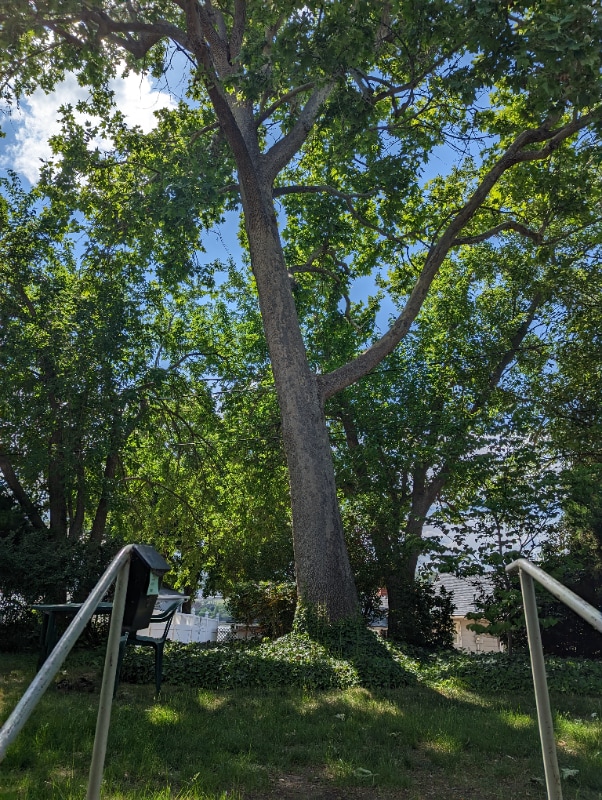 Photo - 131 W 19th Ave Unit 2