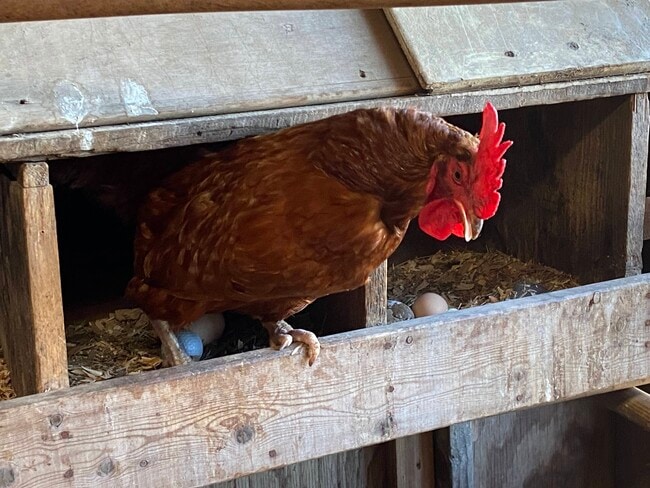 Fresh eggs - 525 N Dietrich Rd Unit Back