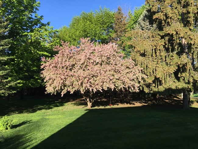 Patio trasero - 5 Graffin Dr