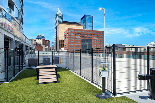 Rooftop Dog Park
