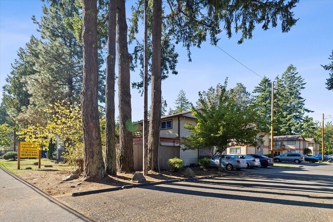 Photo - Cascade Firs