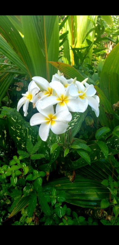 Photo - 15-2745-2745 Kahala St