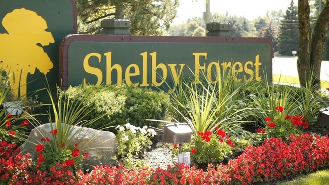 Photo - Shelby Forest