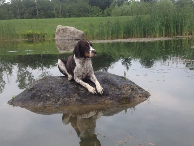 Roscoe the Wonder Dog