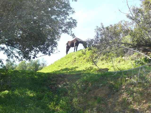 Photo - 22252 Alta Dr Unit Horse