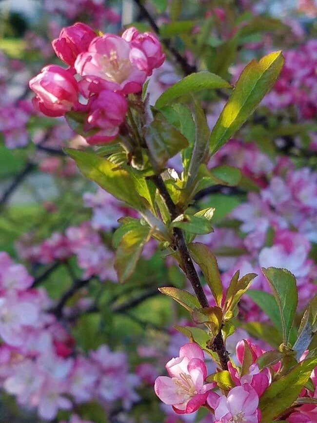 Primavera - 101 McPherson St