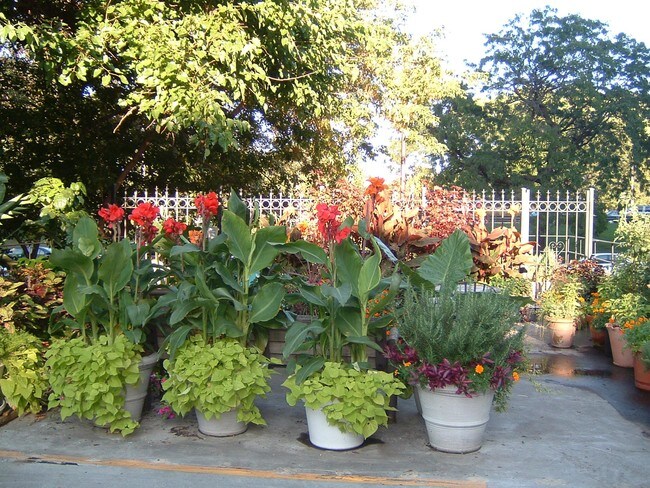Garden Area - 4200 N Marine Dr Unit 1101 Rental