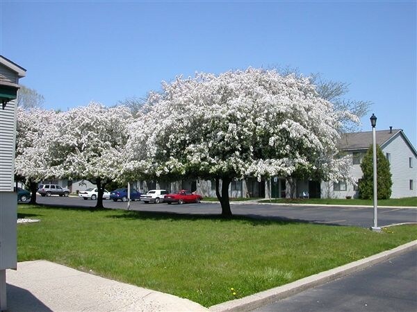 Walnut Acres Apartments - Walnut Acres Apartments