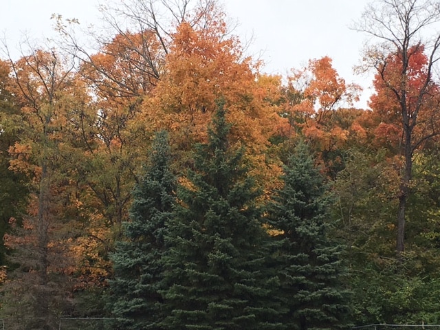 Wooded Views