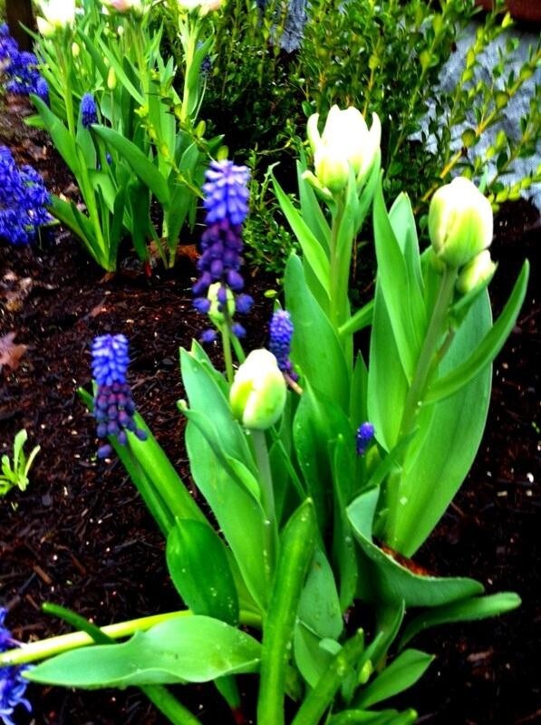 Photo - Victoria Apartments