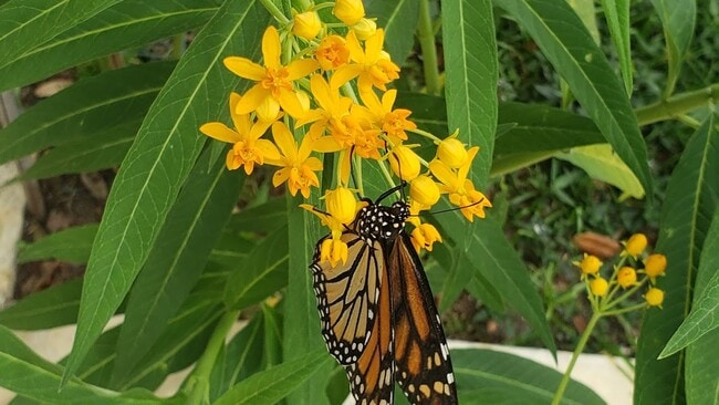 Photo - 486 Pinewood St