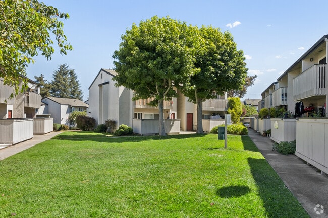 Courtyard - The Pines Apartments