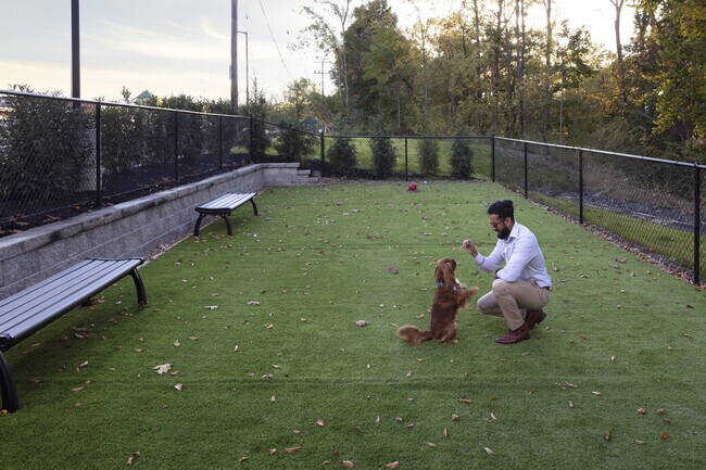 Spacious Dog Park