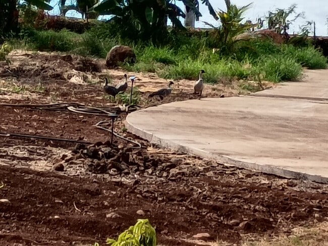 Photo - 257 Hokiokio Pl