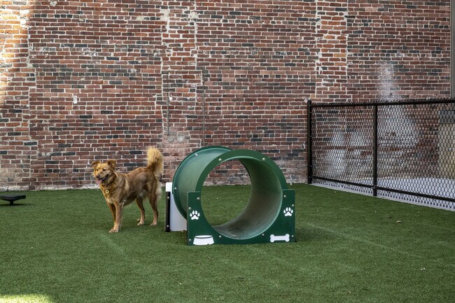 Dog Park With Agility Equipment.