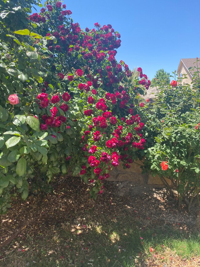 5720 East Mesa Ave Rental House Rental in Las Cruces, NM