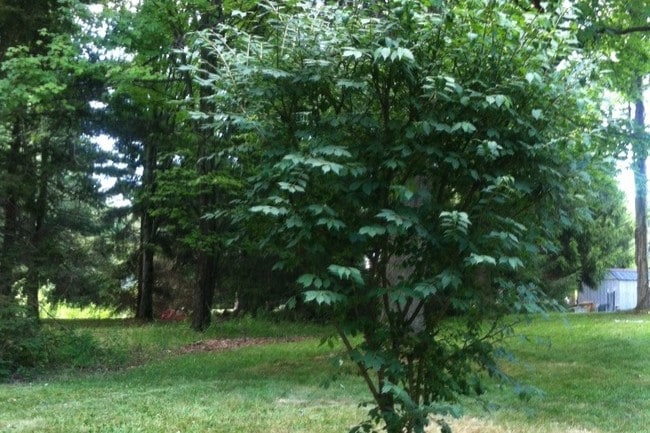 Backyard - 16 Cardinal Dr Unit 1