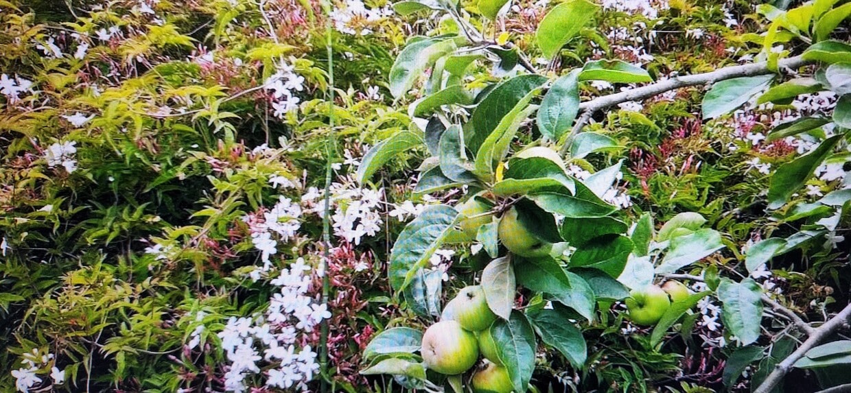Garden with apple tree and Jasmine flowers - 2160 22nd Ave (San Francisco, CA)