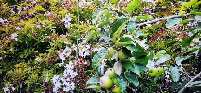 Garden with apple tree and Jasmine flowers - 2160 22nd Ave House