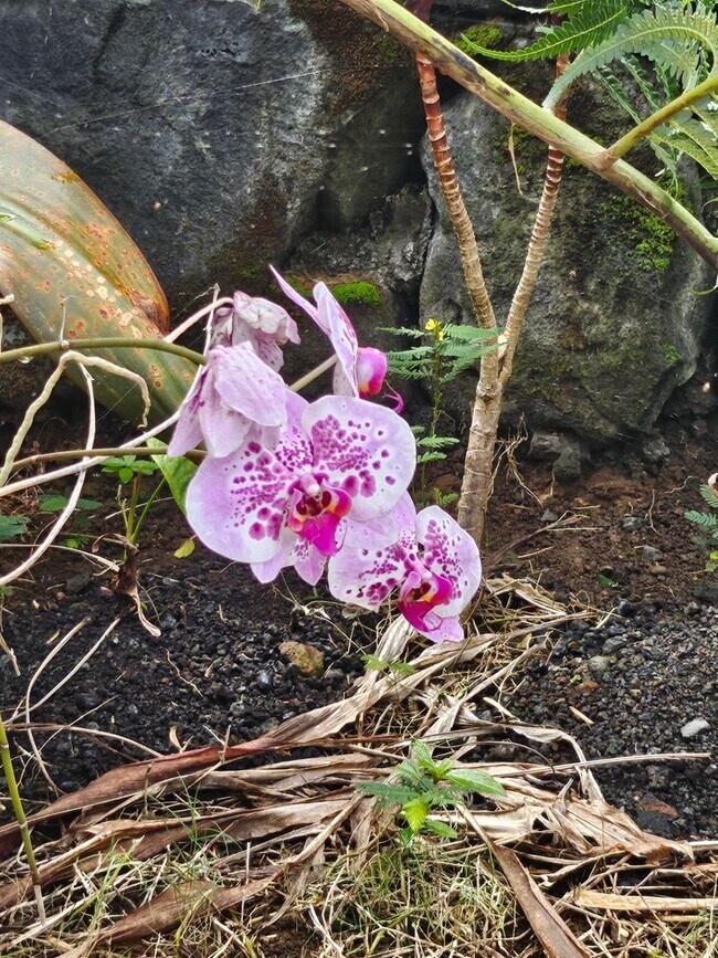 Beautiful 1 Bedroom 1 Bath Furnished unit Rental House Rental in