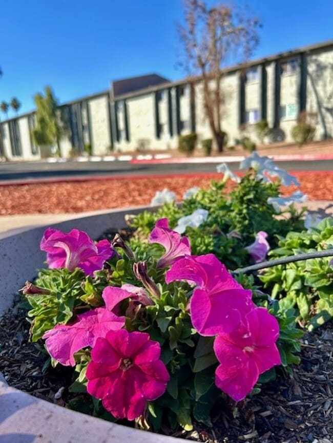 Photo - Buenas On Indian School Apartments