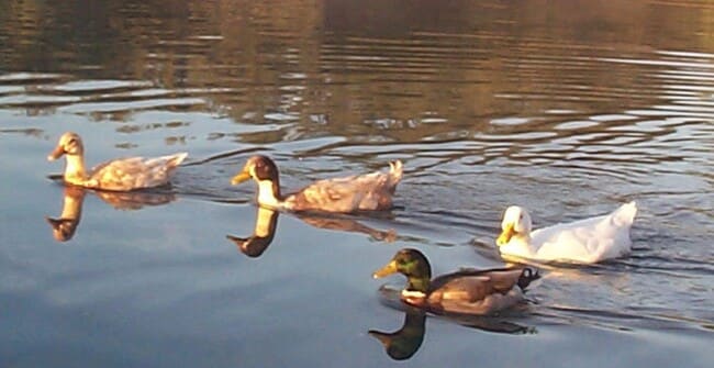 Photo - Spacious 2bd/2bath + Den home in gorgeous community (there's a lake!)