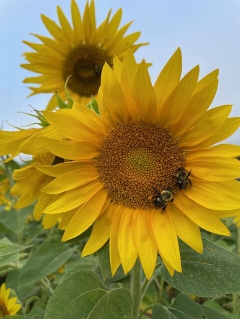 Photo - 1205 Steenrod Ave