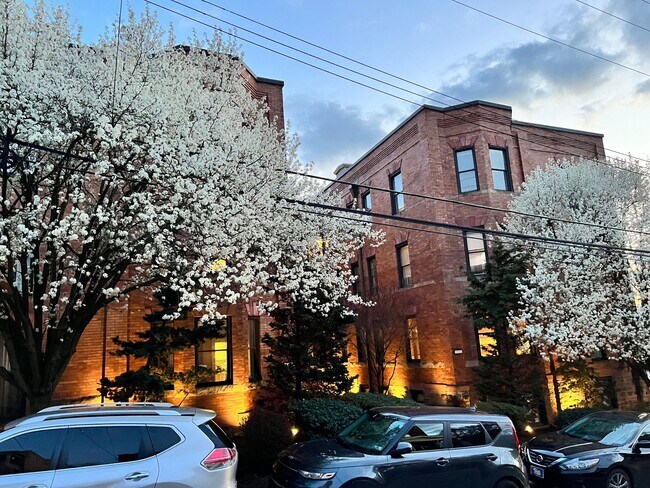 Photo - Sycamore