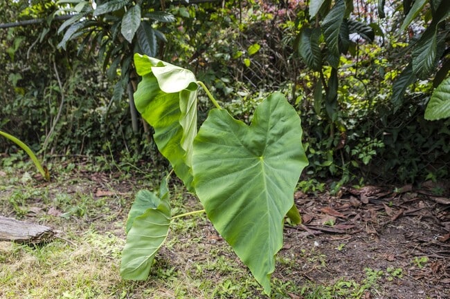 Photo - 207 Oliver St