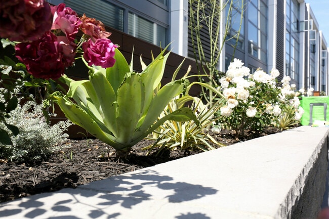 Beautiful flowers in courtyard