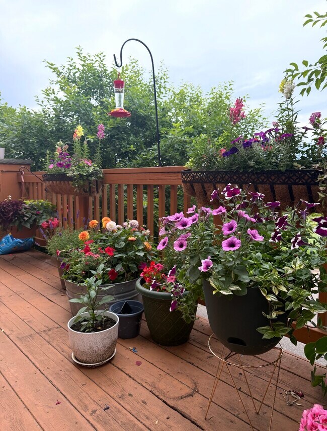 Deck - 22369 Lilac Way