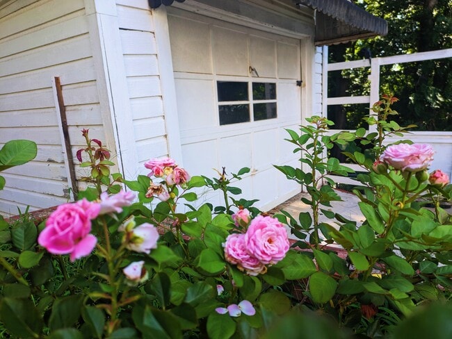 Roses all around property. - 532 6th Ave SW