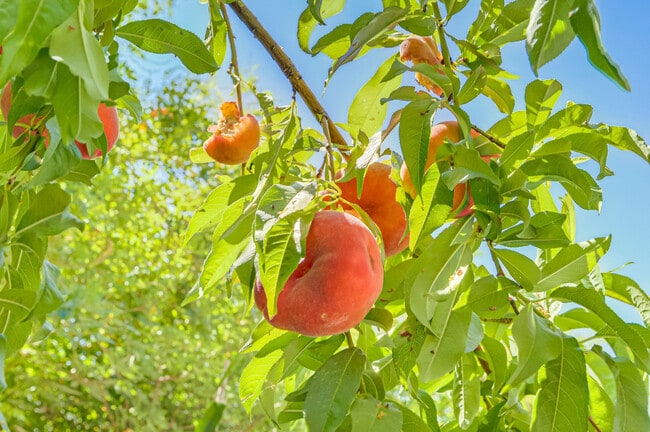 Photo - 9784 Kodiak Island Ct