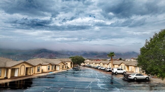 Photo - Patriot Palms