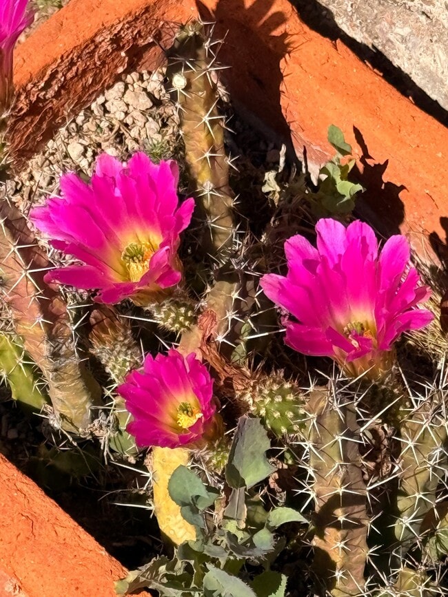 Photo - 1702 N Greasewood Rd