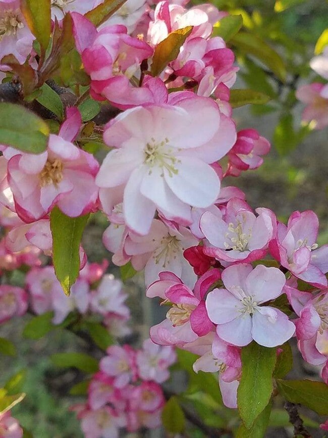 Primavera - 101 McPherson St
