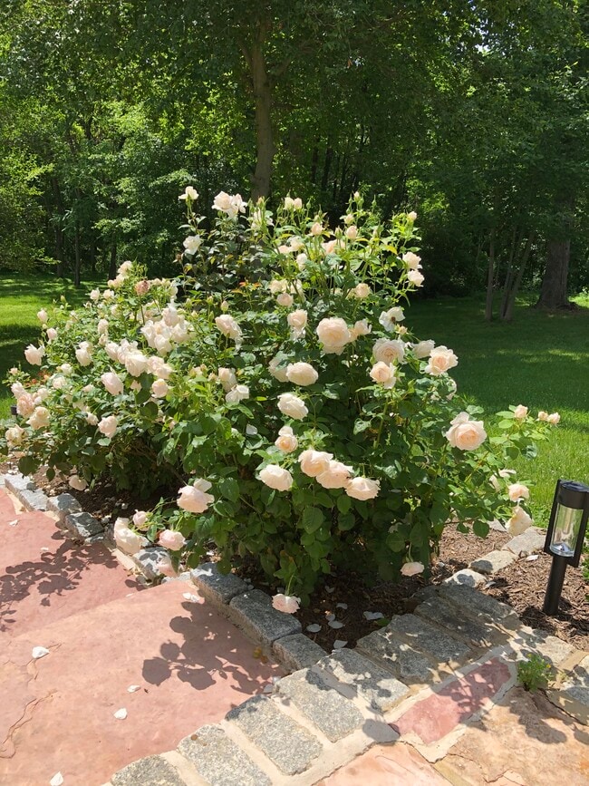 Photo - 19019 Beallsville Rd Unit 2 bedrooms and 2 Bethroom