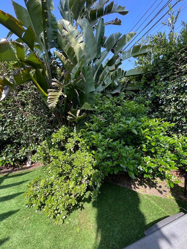 Fruit Tree - 1631 Michigan Ave