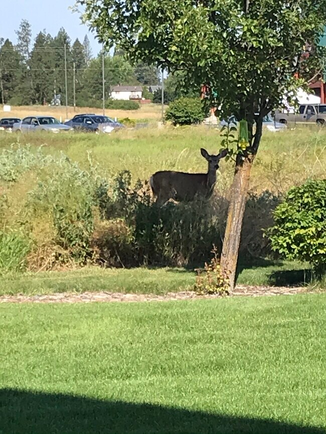 Lakeside Apartments Medical Lake, WA