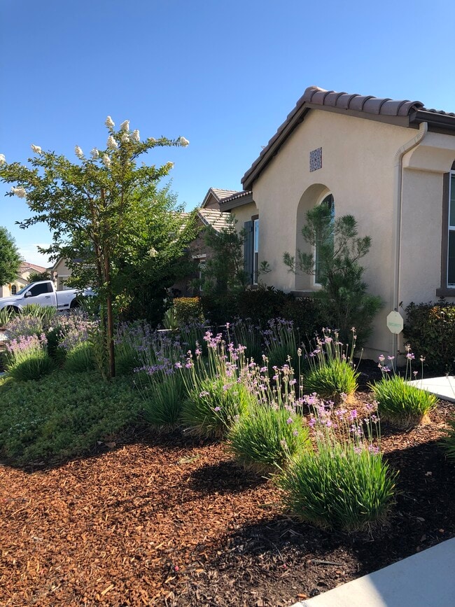 Jardín delantero - 30426 Cowboy Ln