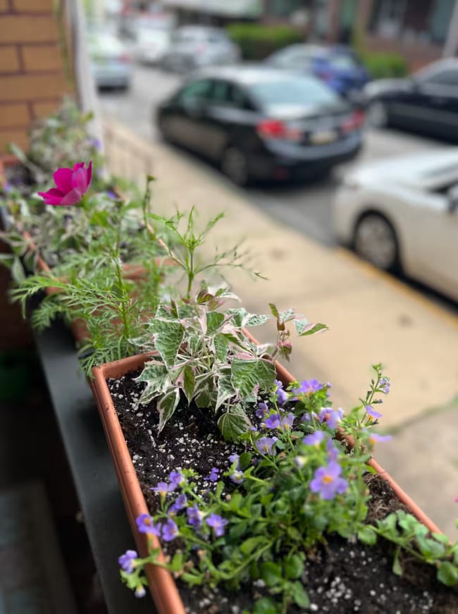 Front Porch flower boxes