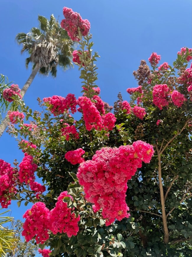 Photo - 1226 S Highland Ave Unidad 1226 S. Highland ave