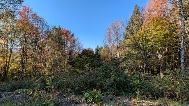 Autumn view from your patio - 221 Deans Mountain Rd Unit 1