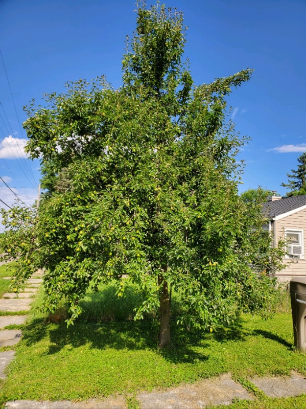 Photo - 2925 Colorado Ave