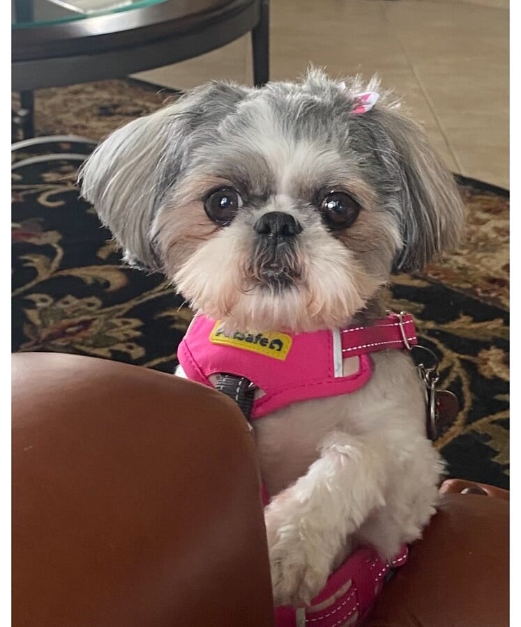 Photo - 17507 S Summit Canyon Dr