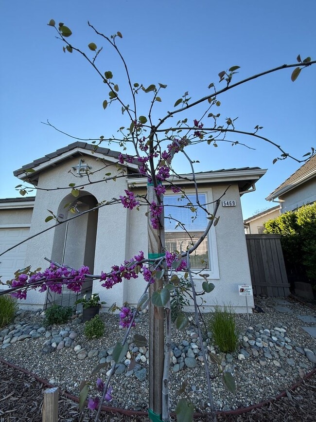 Photo - Beautiful 3bd/2ba Natomas Home with 2 Car Garage!