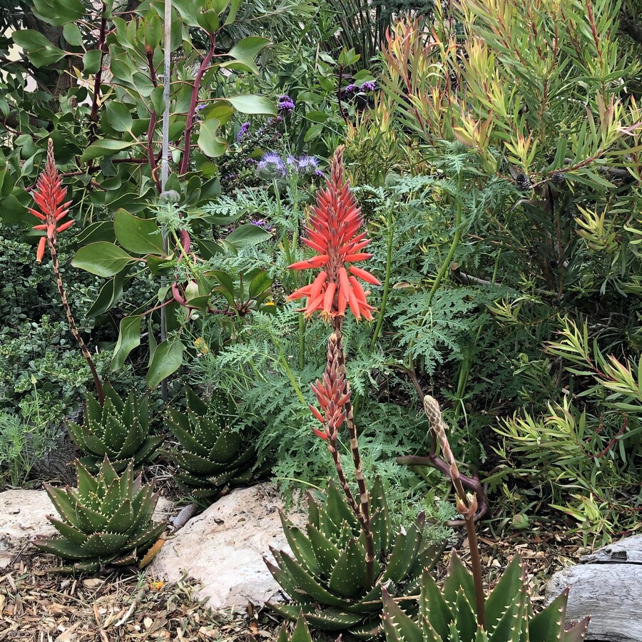 Photo - 44 Alviso St Unidad studio